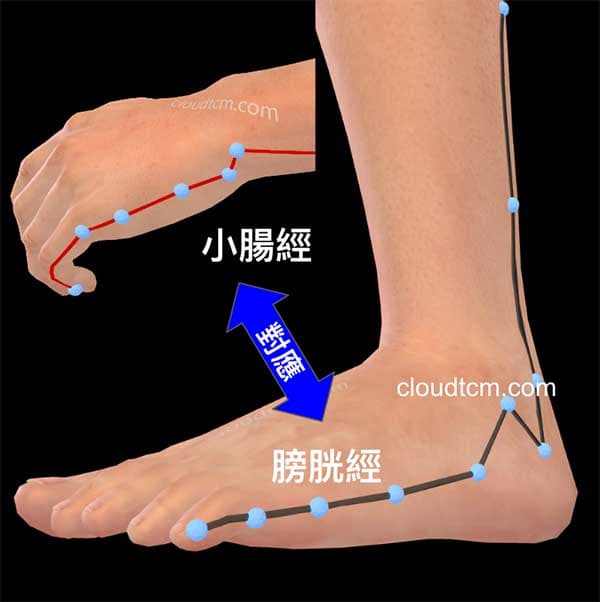 足太陽膀胱經