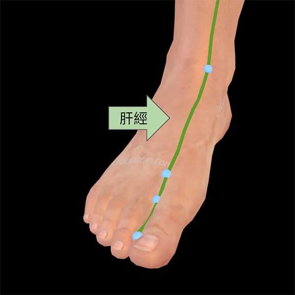 足厥陰肝經