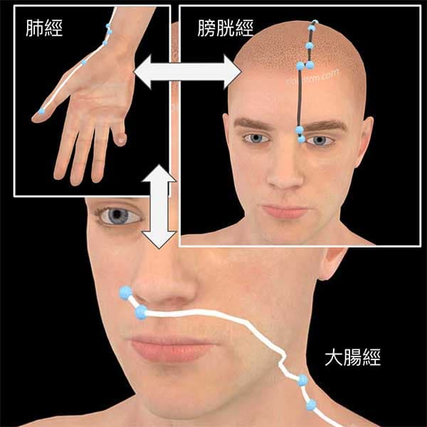 手太陰肺經