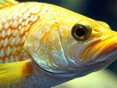 黃魚