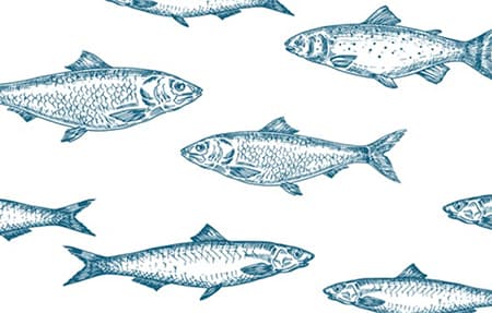 海鷂魚尾刺