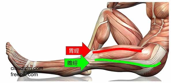 揉開膽經、胃經肌肉沾粘，可以改善腿部抽筋