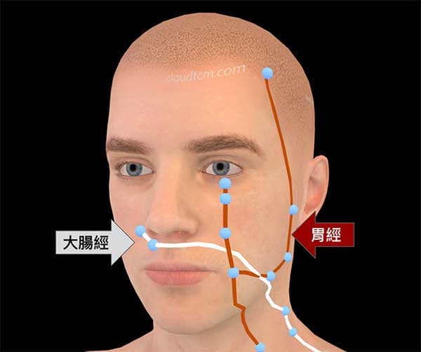 大腸經、胃經能量影響鼻子狀態