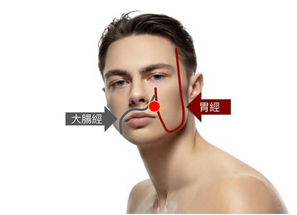 胃經與大腸經通過鼻子