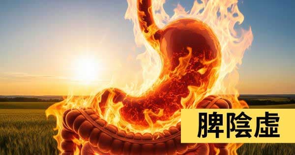 脾陰虛
