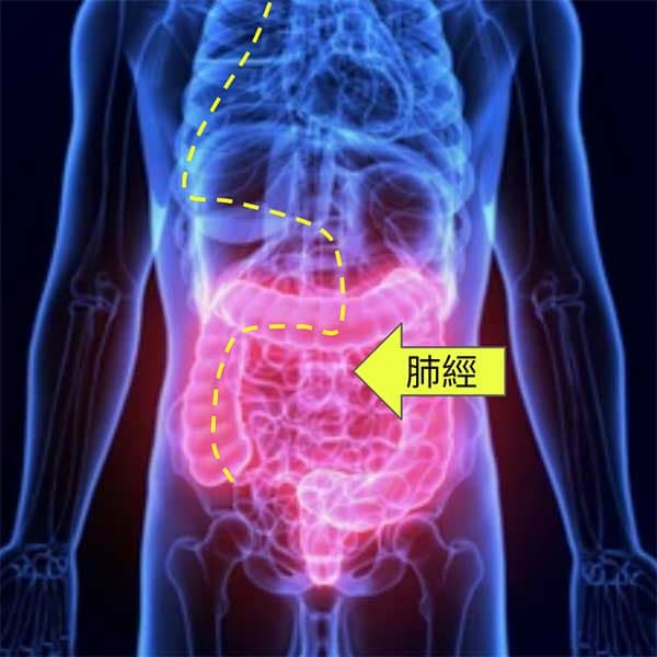 手太陰肺經