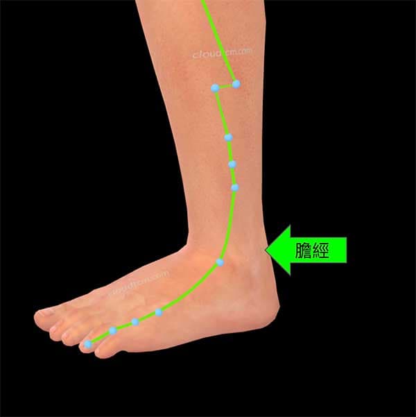足少陽膽經