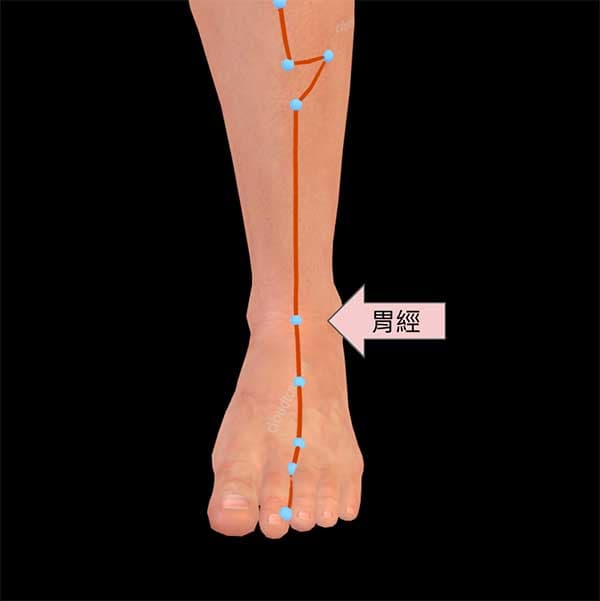 足陽明胃經