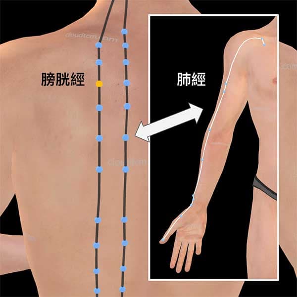 手太陰肺經
