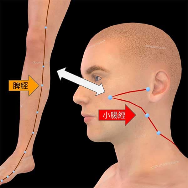 脾經與小腸經具有臟腑別通對應關係