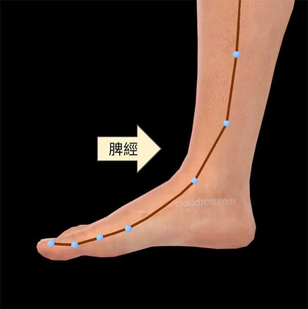 足太陰脾經