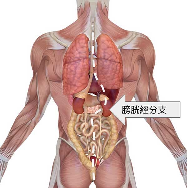 足太陽膀胱經