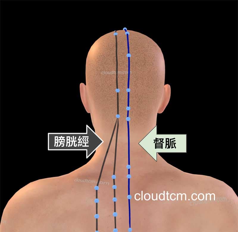 膀胱經及督脈異常時，容易出現頸部疾病