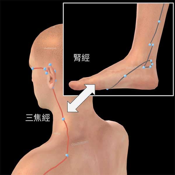 足少陰腎經