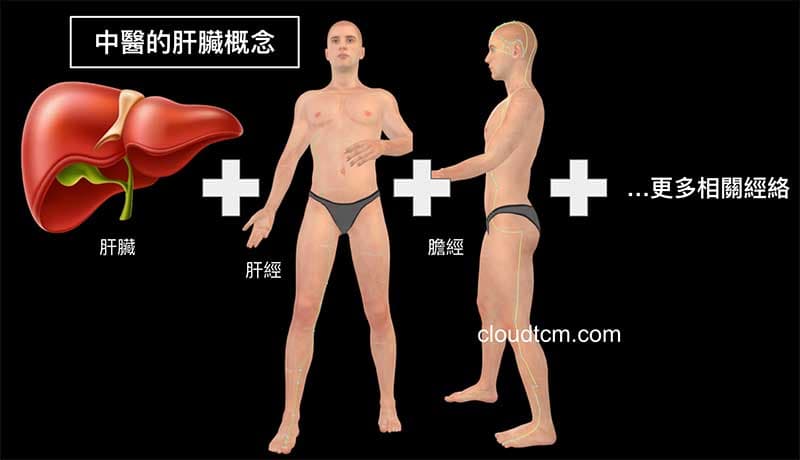 中醫的肝臟概念，若從經絡來理解非常龐大