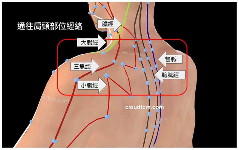 通往肩頸部位全部都是陽經