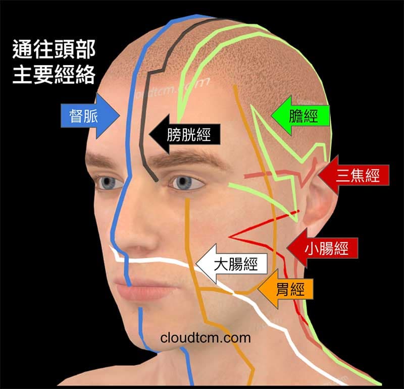 通往頭部的經絡幾乎全部都是陽經