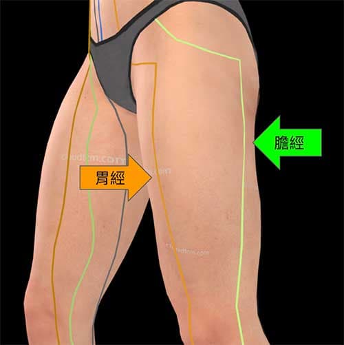 足陽明胃經