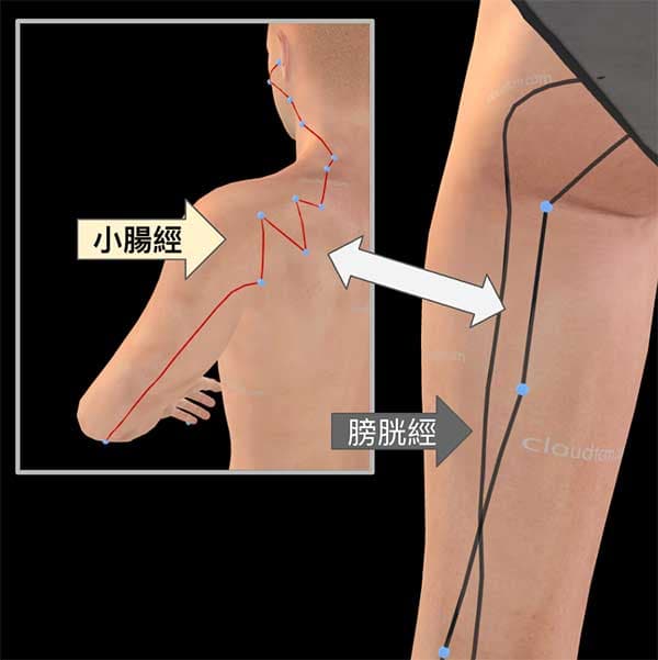 手太陽小腸經