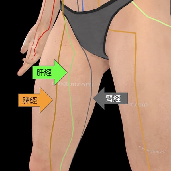 通往大腿內側的經絡，主要是肝經、脾經與腎經