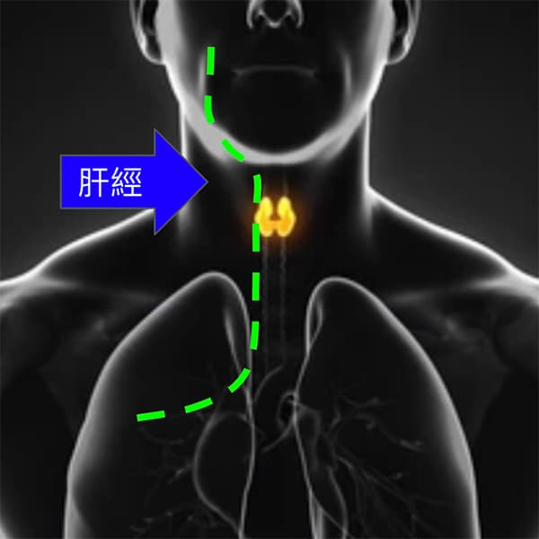 足厥陰肝經