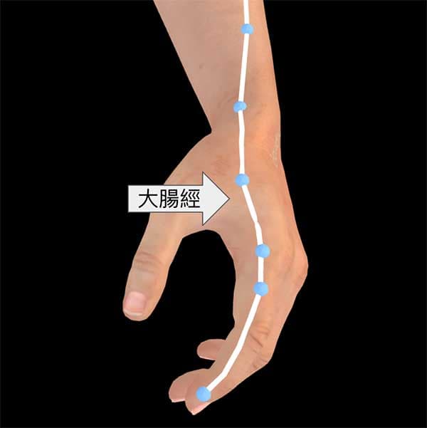 手陽明大腸經