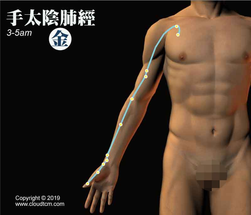 手太陰肺經