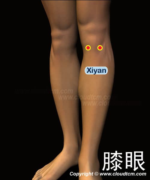膝眼