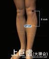 上巨虛