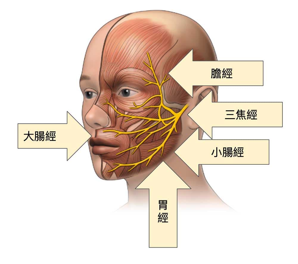 與三叉神經痛有關的經絡幾乎都是陽經