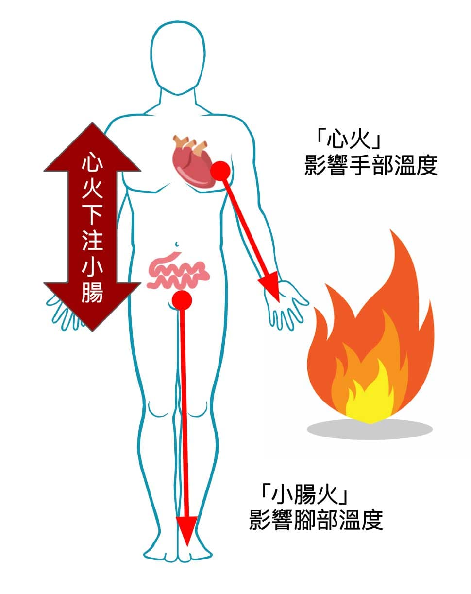 心、小腸控制手腳的溫度