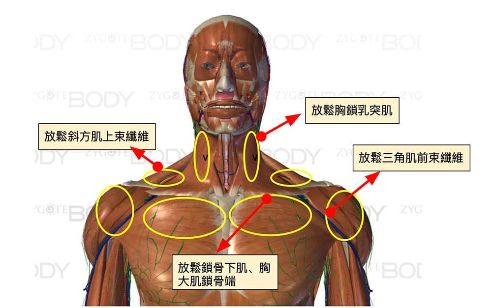 長期「手三陰經」虛證的人，胸部的肌肉容易出現沾粘