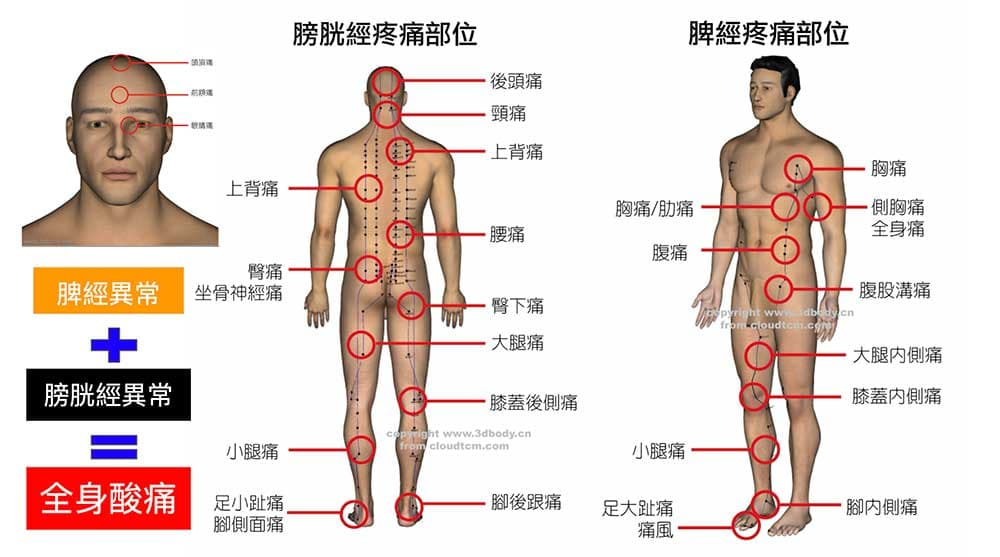 膀胱經陽氣不足，連動脾經出現各種全身痛的現象