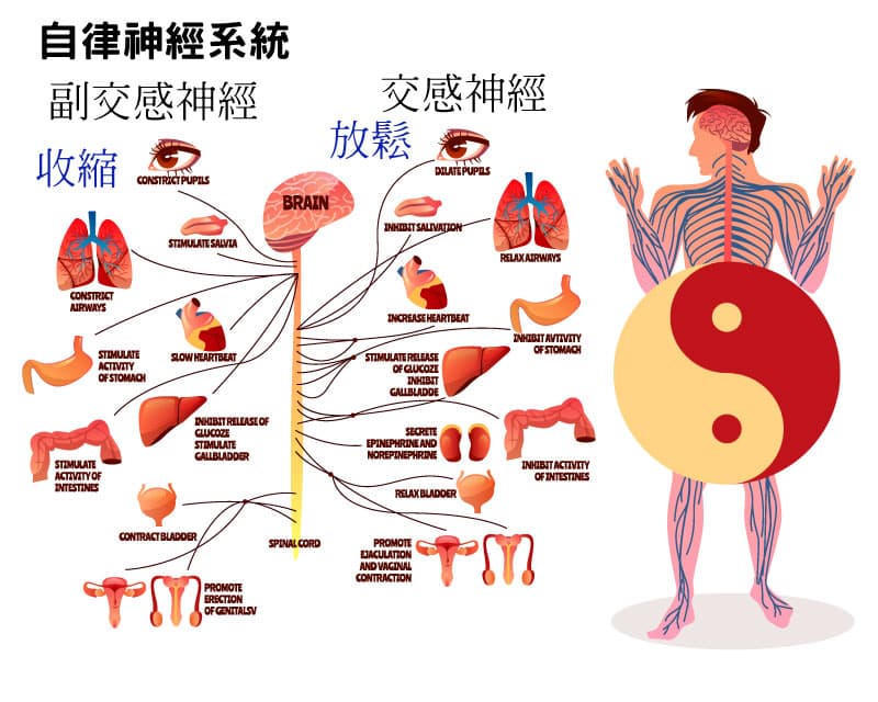 自律神經與中醫陰陽的概念類似