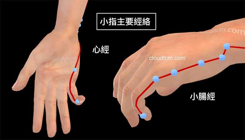 通往小指頭的主要兩條經絡是心經與小腸經