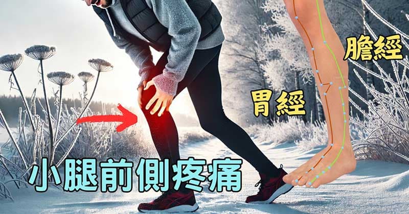 小腿前側疼痛主要是受到胃經與膽經影響