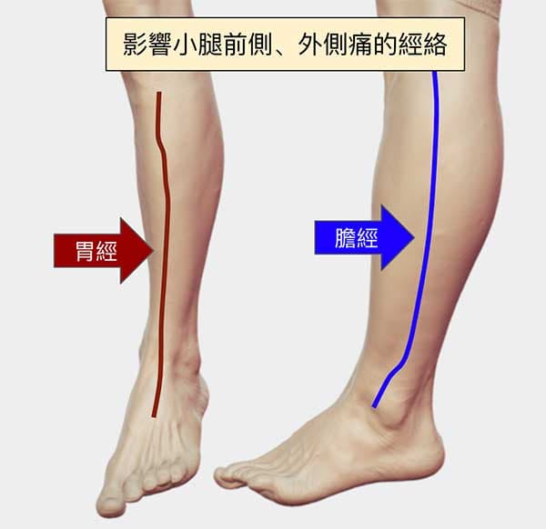 影響小腿前側、外側主要是膽經胃經