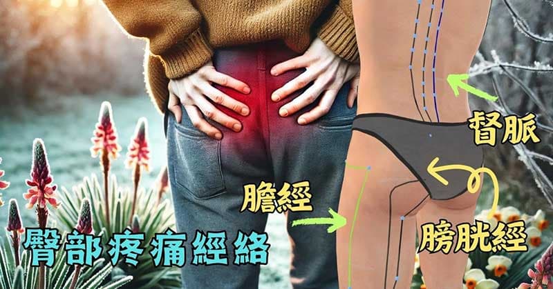 通往臀部的經絡，主要是督脈、膀胱經、膽經