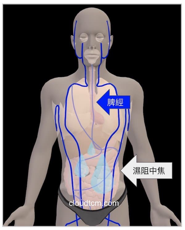 脾經虛證時，最容易出現口淡無味的現象