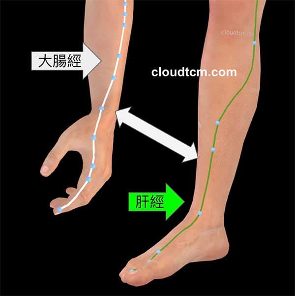 足厥陰肝經