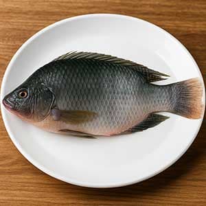 吳郭魚