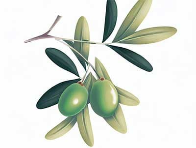 橄欖