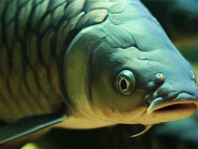 草魚