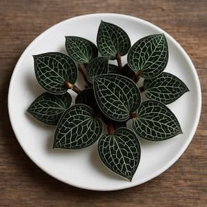 金線蓮