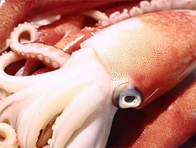 魷魚