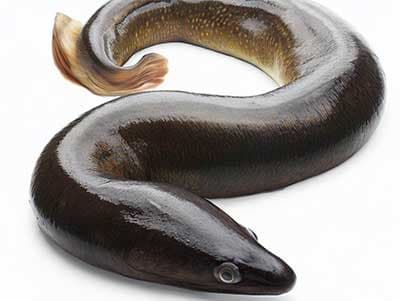 鱔魚