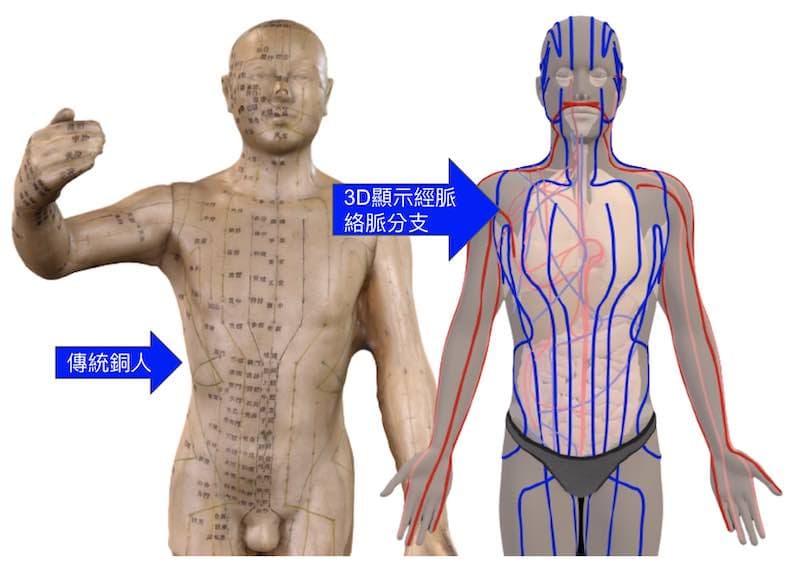 傳統銅人並沒有顯示經絡分支