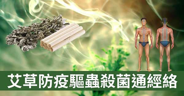 你一定要了解艾草的7種強大功效！(防疫驅邪通經絡)