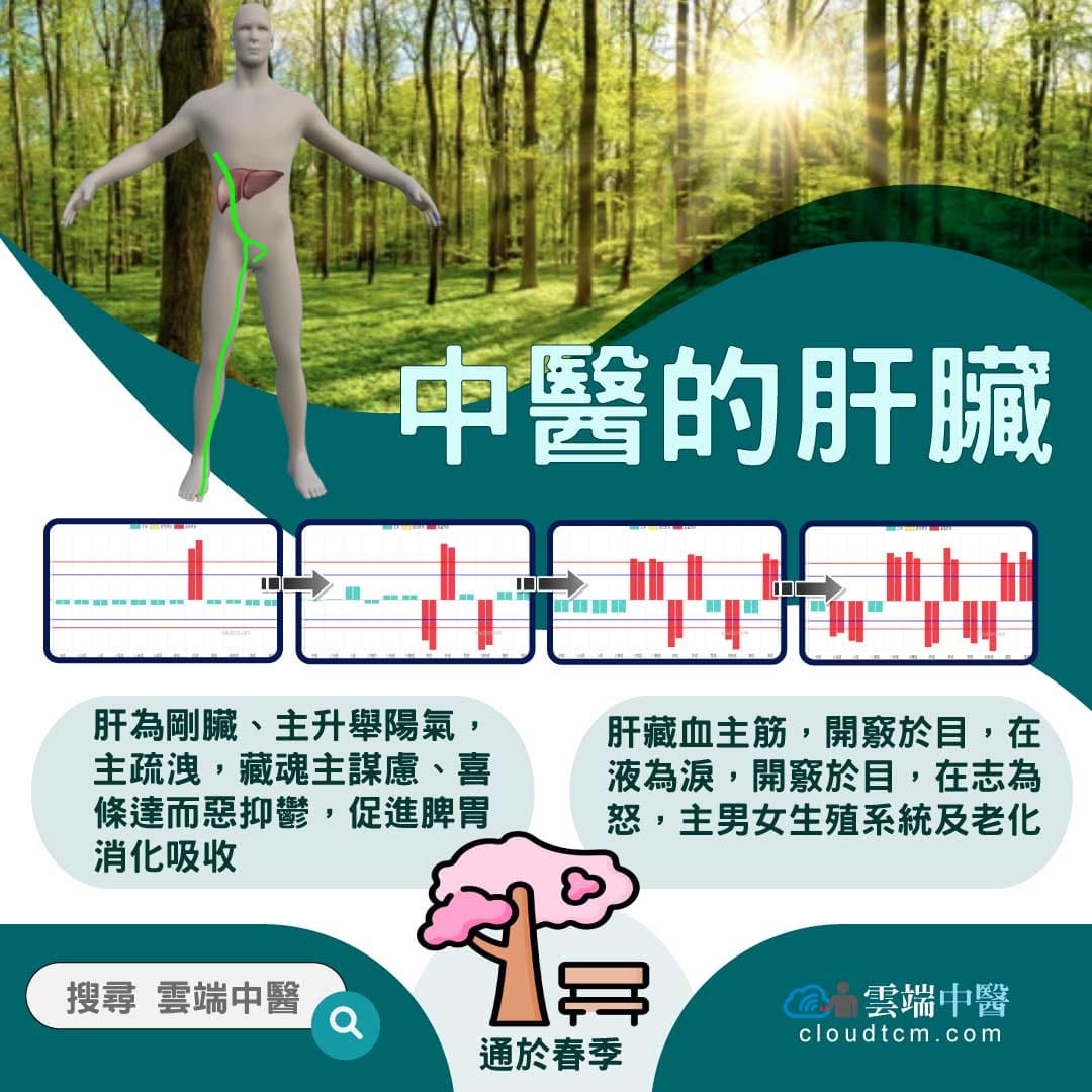 從肝經組成的經絡型態，理解中醫的「肝臟」究竟是什麼？