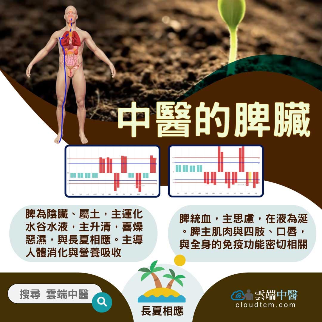 從脾經組成的經絡型態，理解中醫的「脾臟」究竟是什麼？